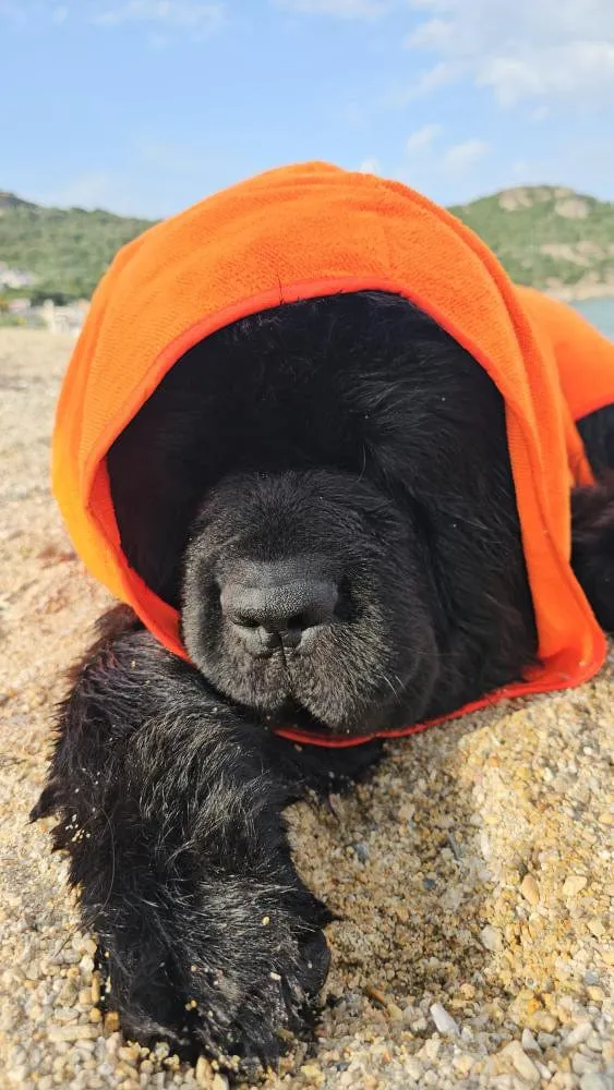 Dog Drying Coats