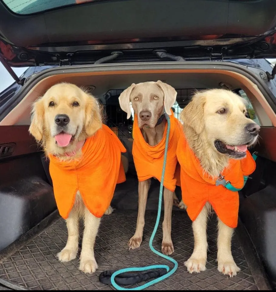 Dog Drying Coats
